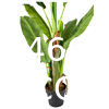 Artificial Banana Tree 6ft Tall 22 Large Leaves Triple Stalk Faux Banana Silk Tree Artificial Banana Leaf Plant