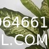Artificial Golden Dieffenbachia Plant 43 Inch Tall Fake Tropical Lifelike Tree in Pot Silk Faux Dark Green Plant