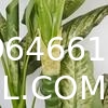 Artificial Golden Dieffenbachia Plant 43 Inch Tall Fake Tropical Lifelike Tree in Pot Silk Faux Dark Green Plant