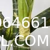 Artificial Golden Dieffenbachia Plant 43 Inch Tall Fake Tropical Lifelike Tree in Pot Silk Faux Dark Green Plant