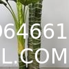 Artificial Golden Dieffenbachia Plant 43 Inch Tall Fake Tropical Lifelike Tree in Pot Silk Faux Dark Green Plant