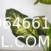 Artificial Golden Dieffenbachia Plant 43 Inch Tall Fake Tropical Lifelike Tree in Pot Silk Faux Dark Green Plant
