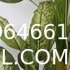 Artificial Golden Dieffenbachia Plant 43 Inch Tall Fake Tropical Lifelike Tree in Pot Silk Faux Dark Green Plant