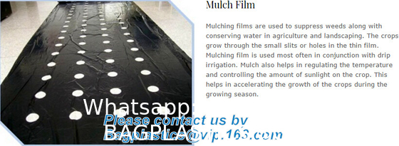 Weed Control Mulch Film, Agriculture Vegetable Black PE Films, 5 Holes Greenhouse Perforated Film