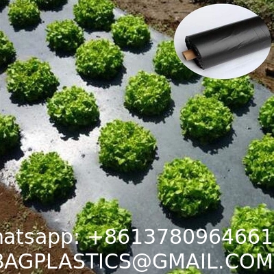 Weed Control Mulch Film, Agriculture Vegetable Black PE Films, 5 Holes Greenhouse Perforated Film