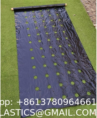 Weed Control Mulch Film, Agriculture Vegetable Black PE Films, 5 Holes Greenhouse Perforated Film