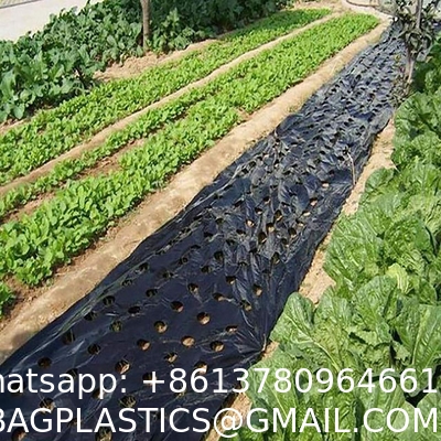 Weed Control Mulch Film, Agriculture Vegetable Black PE Films, 5 Holes Greenhouse Perforated Film