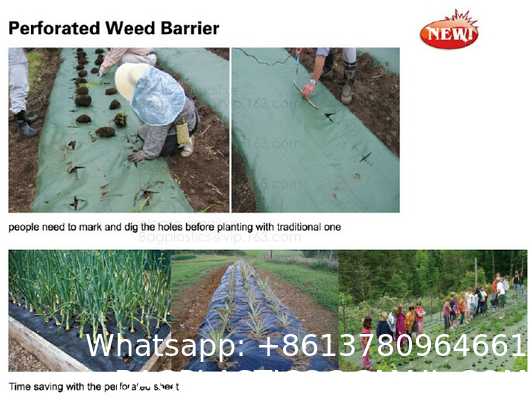 Weed Control Mulch Film, Agriculture Vegetable Black PE Films, 5 Holes Greenhouse Perforated Film