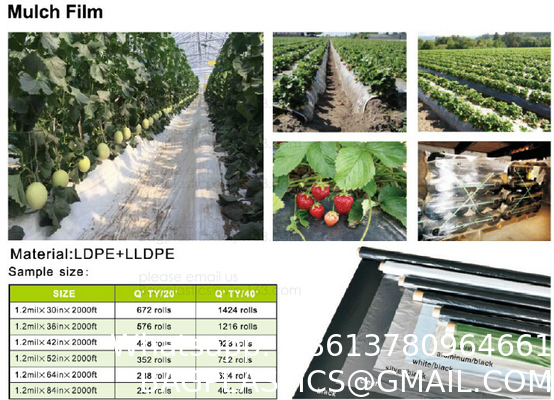 Weed Control Mulch Film, Agriculture Vegetable Black PE Films, 5 Holes Greenhouse Perforated Film