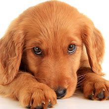 Il contenitore di vetro dello spruzzo agli animali domestici del treno insegue i gatti per appannare Cat Dog Pet e la formazione del comportamento