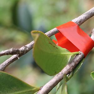 Mano di verdure della pianta di Tapetool del giardino che lega la pianta dello strumento di nastro della macchina di grippaggio che lega la macchina di Tapener della frutta di Tapetool 10