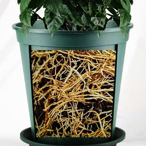 piantatrici per le piante d'appartamento