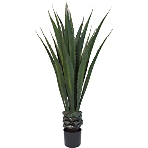 Pianta gigante dell'agave