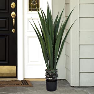 Pianta gigante del pavimento dell'agave