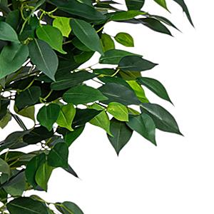 Immagine del dettaglio