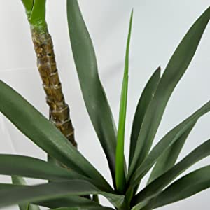 Pianta dell'agave del Faux