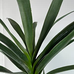 Pianta artificiale dell'agave di Tree+Faux