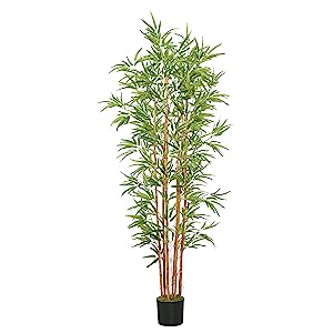 6ft di bambù