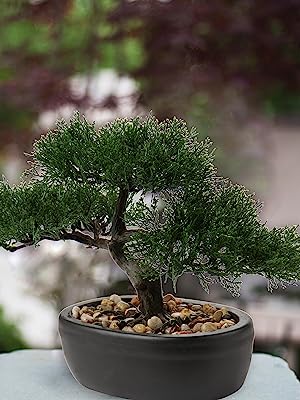 bonsai tree