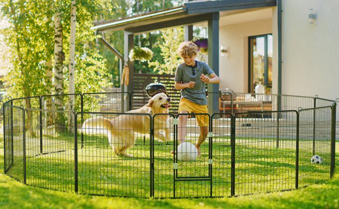 Dog fence in the yard