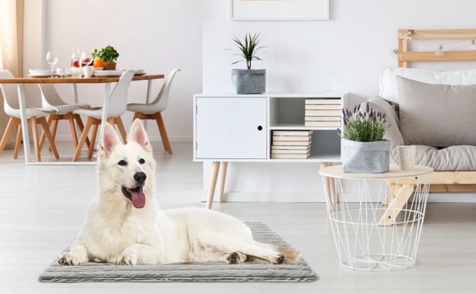 dog self warming pad