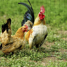 Chicken Coop Predator Proof Apron,Chicken Wire Bottom Predators Resistant,Fence Netting Barrier For Chicken Coop 4