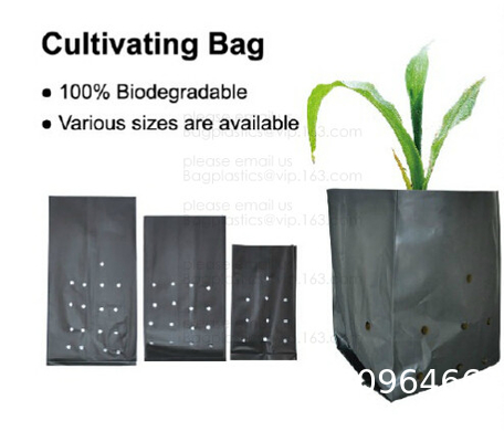 Weed Control Mulch Film, Agriculture Vegetable Black PE Films, 5 Holes Greenhouse Perforated Film