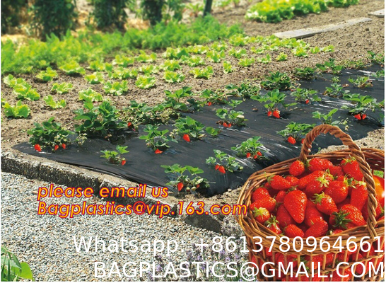 Transparent Low Tunnel Film Perforated For Culture Of Seedling Maturing Vegetables perforated red plastic mulch