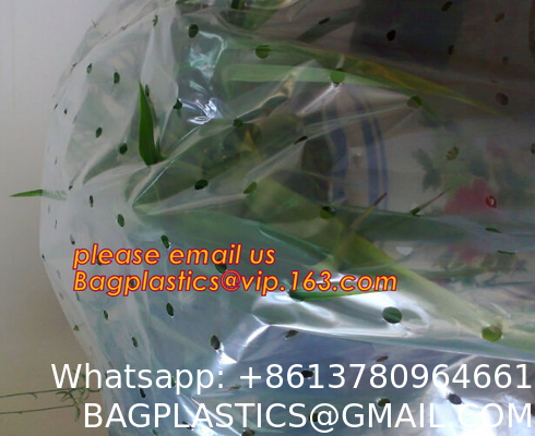 Transparent Low Tunnel Film Perforated For Culture Of Seedling Maturing Vegetables perforated red plastic mulch