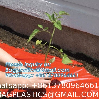 Pe Mulch Film With Holes For Agriculture Perforated Red Plastic Mulch For Peppers Crop Cover For Tomatoes